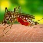 AMLO alternará informes semanales de sistema de salud y estrategia de seguridad