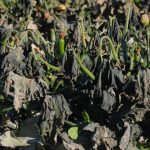 Refuerzos de Tigres 2024: fichajes, altas, bajas y rumores Liga MX 2024