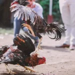 “Ha sido un honor formar parte de esta increíble era del automovilismo”: Horner